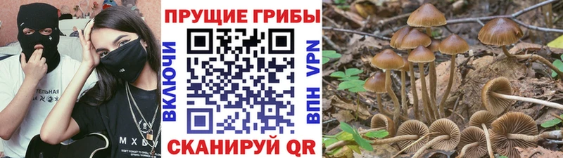 Псилоцибиновые грибы Psilocybine cubensis Нефтеюганск